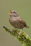 Image. Pacific Wren