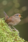 Image. Pacific Wren