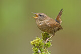 Image. Pacific Wren
