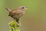 Image. Pacific Wren