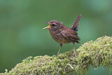 Image. Pacific Wren