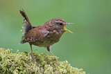 Image. Pacific Wren