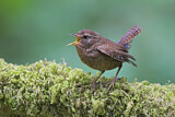 Image. Pacific Wren
