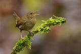 Image. Pacific Wren