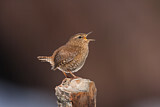 Image. Pacific Wren