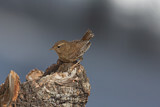 Image. Pacific Wren