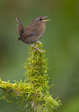 Image. Pacific Wren