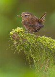 Image. Pacific Wren