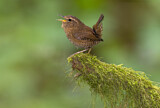 Image. Pacific Wren