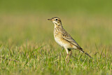 Image. Paddyfield Pipit