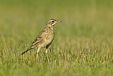 Image. Paddyfield Pipit