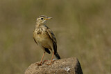 Image. Paddyfield Pipit
