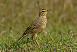 Image. Paddyfield Pipit