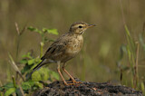 Image. Paddyfield Pipit