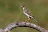 Image. Paddyfield Pipit