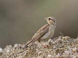 Image. Paddyfield Pipit