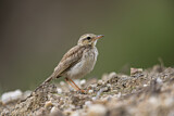 Image. Paddyfield Pipit