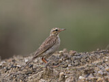 Image. Paddyfield Pipit