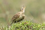 Image. Paddyfield Pipit