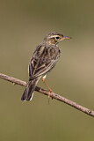 Image. Paddyfield Pipit