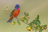 Image. Painted Bunting