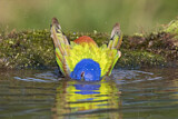 Image. Painted Bunting