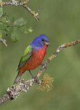 Image. Painted Bunting