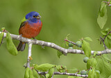 Image. Painted Bunting