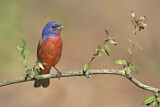 Image. Painted Bunting