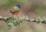 Image. Painted Bunting