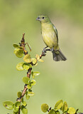 Image. Painted Bunting