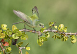 Image. Painted Bunting