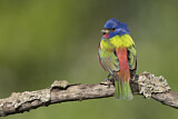 Image. Painted Bunting