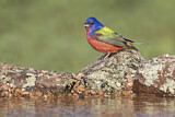 Image. Painted Bunting