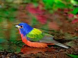 Image. Painted Bunting