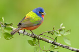 Image. Painted Bunting