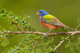 Image. Painted Bunting