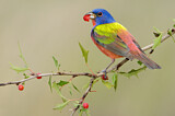 Image. Painted Bunting