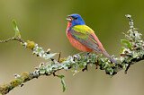 Image. Painted Bunting