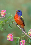 Image. Painted Bunting