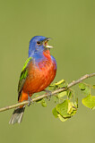 Image. Painted Bunting