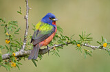 Image. Painted Bunting