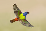 Image. Painted Bunting