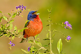 Image. Painted Bunting