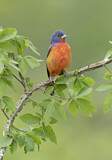 Image. Painted Bunting