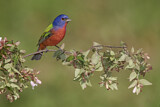 Image. Painted Bunting