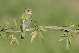 Image. Painted Bunting