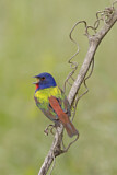 Image. Painted Bunting