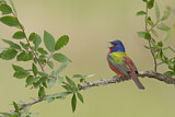 Image. Painted Bunting