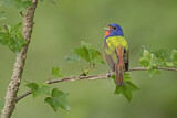Image. Painted Bunting